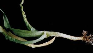 Image result for Trigonella anguina