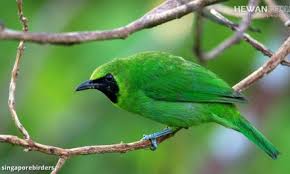 Burung cucak lumut jantan dan betina. Cara Mengobati Puting Susu Kucing Yang Bengkak Hewanpedia