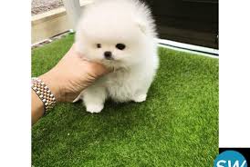 Mini pomeranian puppies home is an online pet store that specializes in the sale of bulldog puppies in pa, as well as ohio, indiana, new york and other states. Teacup Pomeranian Puppies Ads March Clasf