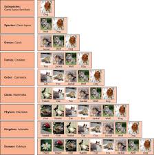 Binomial Nomenclature Rules Taxonomic Classification Biology Systems Biology