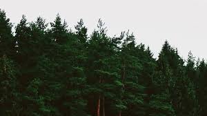 Despite their name, they're not particularly mossy. Quotes About Pine Trees 54 Quotes