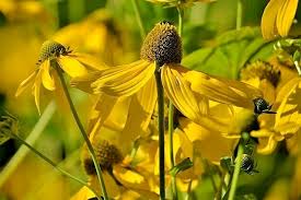 Image result for Rudbeckia laciniata