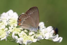 Image result for Satyrium flavum