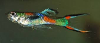 Four more guppies (makes six guppies at all and four endler guppies). Endler Guppy Die Guppywildform Im Aquarium Alle Infos