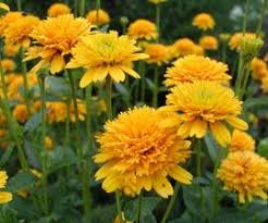 Heliopsis Helianthoides Var Scabra Asahi Gefulltes Sonnenauge Sonnenauge Pflanzen Garten Pflanzen