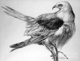 Pencil Bird In Flight Drawing Realistic Pencil Drawings Of Birds Bird Drawings Realistic Pencil Drawings Pencil Drawings