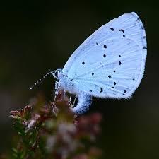Blue morpho butterfly isolated over white background. Holly Blue Butterfly Makes A Welcome Uk Comeback After Years Of Scarcity Butterflies The Guardian