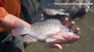Dalam Membuat Umpan Ikan Nila Di Empang Sangatlah Mudah Ikan Yang Hidup Di Air Tawar Ini Lebih Menyukai Umpan Yang Berbau Amis Dari Pena Ikan Essen Kolam Ikan