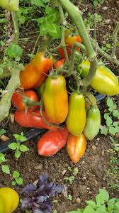 Image result for tomato San Marzano