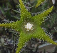 Image result for Orbea dummeri