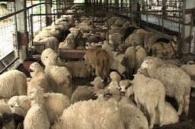 Pentru a putea primi subventii de la apia în 2015, bisericile şi mănăstirile trebuie să dovedească și calitatea de fermier activ, cu acte. SubvenÈia Apia Pentru Ovine In Anul 2021 SÄlÄjeanul