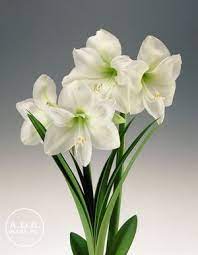 Pin On Fragrant Amaryllis Varieties