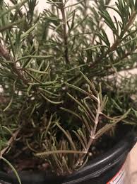 subtitlesrosemary has been used since ancient times as a herbal medicine. Rosemary Leaves Turning Black How Can I Save Her Gardening