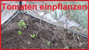 Tomatenpflanzen können auch im heimischen gemüsegarten oder auf. Tomaten Einpflanzen Aber Richtig Tomatenpflanzen Pflanzen Und Pflegen Youtube