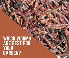 America is waiting for you with many amazing opportunities. All About Worms Seedsnow Com