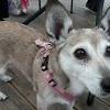 Sandra byland commemorates your beloved companion so you can keep part of your pet with you always. 1