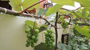 Botol anggur dapat menampung air cukup banyak, tetapi jika anda memiliki pot yang lebih kecil pertimbangkan untuk tidak melepas label. Mengenal Anggur Bukan Asli Indonesia Bag Ke 4 Ayah Zakky Blog