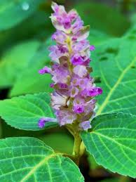Image result for Achyrospermum