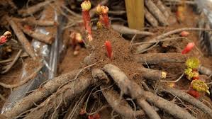 Pfingstrosen sind glücklich, auf ihren grundstücken viele gärtner zu kultivieren. Pfingstrosen Im Spatsommer Und Herbst Pflanzen Ndr De Ratgeber Garten Zierpflanzen