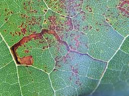 Image result for Stigmella aceris