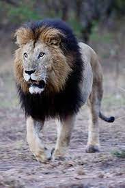 Jul 21 Cecil The Legendary Black Maned Lion Has Been K Lled By Sport Hunters Lion Wild Cats Animals Beautiful