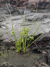 Image result for Cyperus denudatus