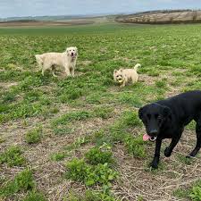 from left to right louis on bass alan on drums and vocals shadow on guitar so basically alan is the late period cairn terrier labrador retriever terrier