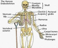 Human skeleton, the internal skeleton that serves as a framework for the body. Muscular And Skeletal Systems