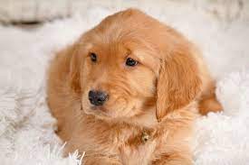 Found 983 golden retriever pets and animals ads from everywhere. Pin On Puppies For Sale