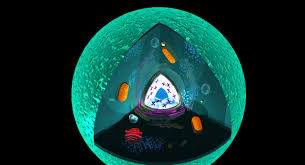 Check spelling or type a new query. Animal Cell 3d Model In Medicines 3dexport