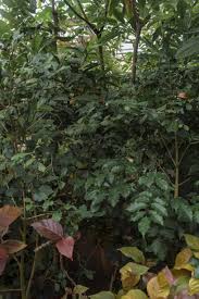 Image result for Tarenna leonardii