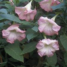 Pink Delight' angel's trumpet - Fine Gardening