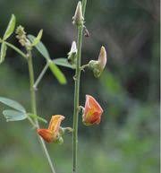 Image result for Crotalaria cylindrocarpa