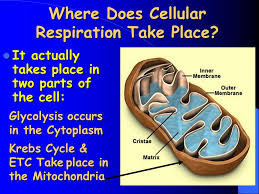Cellular respiration, aerobic, anaerobic fermentation, cell functions. Cellular Respiration Ppt Download