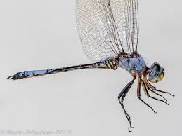 Image result for Xyris natalensis