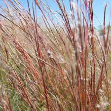 Image result for Schizachyrium brevifolium