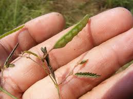 Image result for Aeschynomene sp. C