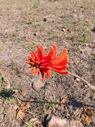 Image result for Vernonia gerberiformis