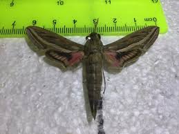 Image result for Hippotion celerio