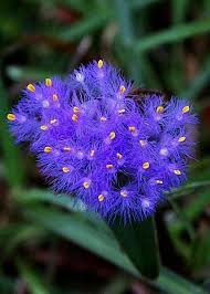 Image result for Cyanotis vaga