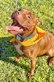 Maybe you would like to learn more about one of these? Looking To Adopt A Pet Here Are 7 Cuddly Canines To Adopt Now In