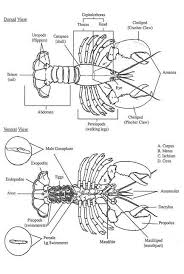 lobster guide science and research species information