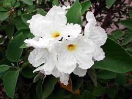 Check spelling or type a new query. 15 Prettiest Native Flowers For Houston Scent Violet Flower Plants And Gift Delivery Houston Tx Florist