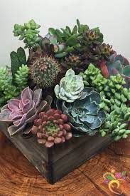 I Just Bought Amazing Flowers Succulents Succulent Garden Indoor Plants