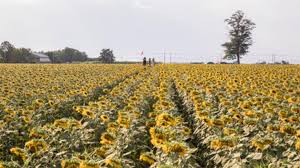 Sun flower farm terletak di tambon chong sarika, distrik phatthana nikom yang berjarak sekitar 10 kilometer atau dapat ditempuh dengan waktu 30 menit menggunakan kendaraan dari pusat kota lopburi. Berkunjung Ke Hamparan Ladang Bunga Matahari Terbesar Di Thailand Foto Tempo Co