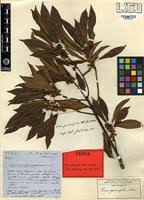 Image result for Ficus persicifolia