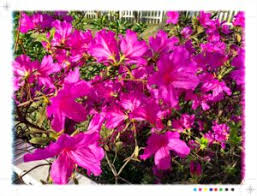 We offer same day flower delivery to all of white oak, texas. 5 Things To Do On Your Spring Break In East Texas