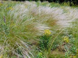 Image result for Hubbardochloa gracilis