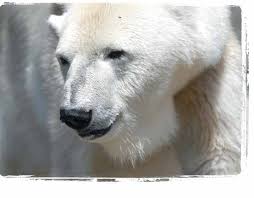 2011 Annual Report of Center for Biological Diversity