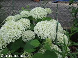 Die gattung der hortensien (hydrangea) umfasst eine vielzahl verschiedener arten. Schneeball Hortensie Pflanzen Pflegen Und Uberwintern Gartenmoni Altes Wissen Bewahren